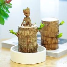 巴西木水養幸運木格魯特綠植盆栽小樹人帶芽室內水培四季好養植物