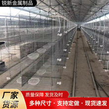 鴿籠熱鍍鋅絲12位大量批發供應肉鴿養殖籠子現貨廠家信鴿籠