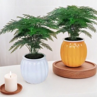 文竹盆栽室內綠植物花卉大苗水培客廳文松盆景好養