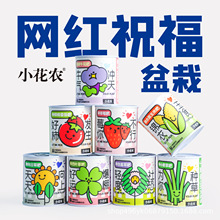 小花農趣味種植 植物生長觀察 情緒穩定盆栽 廠家直發趣味禮品
