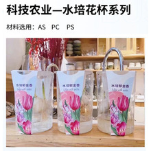 現貨供應郁金香水培盆栽 郁金香水培種植杯 郁金香盆栽廠家直銷