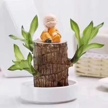 巴西木格魯特水培養幸運木帶芽開花辦公桌面小盆栽易活室內綠植物