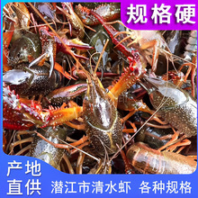 小龍蝦 生鮮 自家養殖水產品，標准潛江市清水小龍蝦