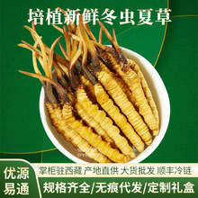 新鮮冬蟲夏草人工養殖鮮蟲草禮盒產地直銷規滋補批發代發新鮮蟲草