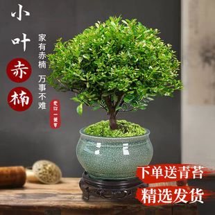 小葉赤楠老樁盆景苗植物花卉微景觀水培辦公室內好養四季常青盆栽