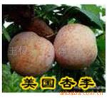 ��Ӧ�蹸��