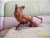 �ṩֽ����һ���Ա��ӡ���汭ӡˢ