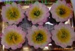 ��Ӧ�ӣͣ���Ƭ�콺�ӹ� 