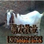 ��Ӧ�׶�����������ʹ