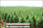 ��Ӧ��ʯ,ˮ��,�뱦ʯ,��������,����,����,����