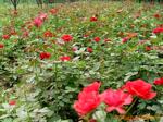 ��Ӧ��ҵ������ˮ����˦�ɻ�����ҵ˦�ɻ�, ���Ļ�