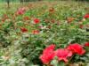��Ӧ��ҵ������ˮ����˦�ɻ�����ҵ˦�ɻ�, ���Ļ�