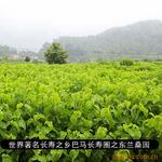 �ֻ���Ӧ�Ű�TPEE(Hyterl)�����(ͼ)