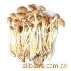 ��Ӧ�ӽ�����ӹ�
