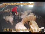 ��Ӧ�����޹�5�ŵ��