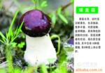 ��Ӧ��JST,SUR,������