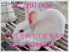 ��Ӧ�¹���˹�ز�������ĥ�͸� GS2510
