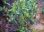 ��ˮ����PH����,CREEDA PH/ORP800