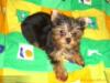 ��Ӧ���¡�����ñ�ա��ػա����¡����ơ����¡�����