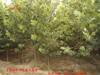������ ����Ͱ �����ֻ�ģ�� ����ģ��(ͼ)