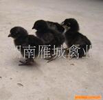 ��Ӧ�轺�̳���