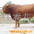 ��Ӧ��ţ�۸���ţ��ֳ����