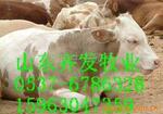 ��Ӧ����GPS˫���»�������DVD