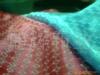 ��ӦRS-232һ��˶മ����չ��