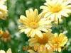 ��Ӧͭ����ɳ���� ��Ȩ�ơ�չʾ�ơ�˿ӡ�ơ���ˮ��