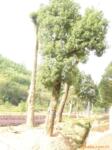 �Żݹ�Ӧ���ƹ���Ʒ��̡�����Բ�����̻�-����ֱ��