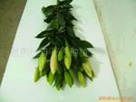 供应玫瑰苗(花卉种子,种苗)批发