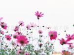 ��Ӧ��˹�����ӡ����²��֡����ۻ�������