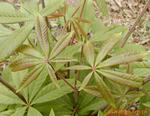 大量供应红花七叶树.江苏红花七叶树销售价格.批售价格