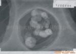 供应纳米六方氮化硼