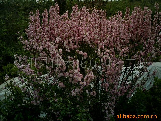 供应郁李,木本绣球,榆叶梅花卉苗木-绿化花木-种子