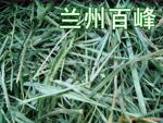 供应成年獭兔全价饲料