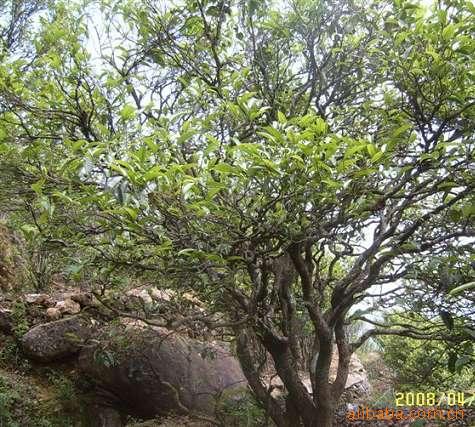 凤凰单枞原产于广东潮安凤凰山区,历史悠久,种植水仙茶树种制茶已有