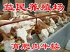 肉牛养殖效益分析 2012年肉牛价格 养一头肉牛赚多少钱 肉牛养殖