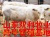 育肥肉牛品种 改良肉牛犊架子牛 肉牛价格 养牛效益 肉牛养殖技术