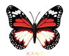 �ʺ�ߵ�(ҹ�������