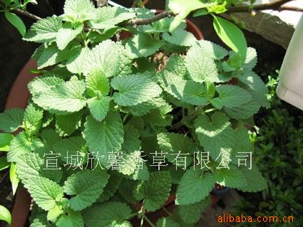 供应香草盆栽——猫薄荷盆景 净化空气质量_幼儿999 供应香草盆栽——猫薄荷盆景 净化空气质量
