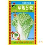【实力企业证照齐全】温州三角牌白菜良种早熟5号(优选型)