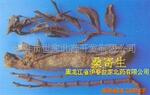 桑寄生 寄生