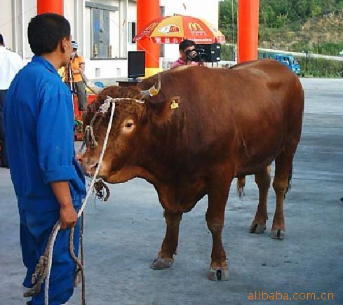 要想养殖致富，请找圣源牧业的优良品肉牛【鲁西黄牛】