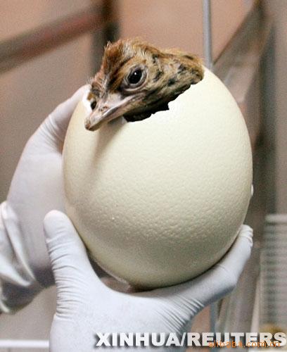 鸵鸟蛋 商品鸵鸟蛋 新鲜鸵鸟蛋 孵化种蛋 送礼