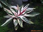 七彩竹芋,批发价洽谈为准,欢迎咨询