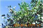 油茶专用肥(追肥使用)