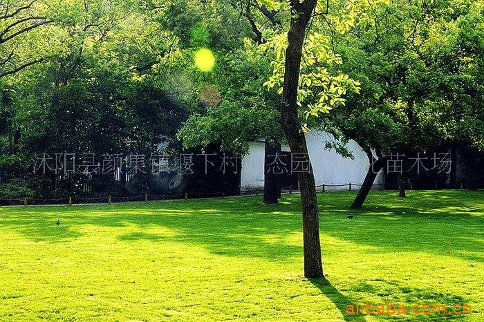 123_307584_1dc88d4f8356ae9