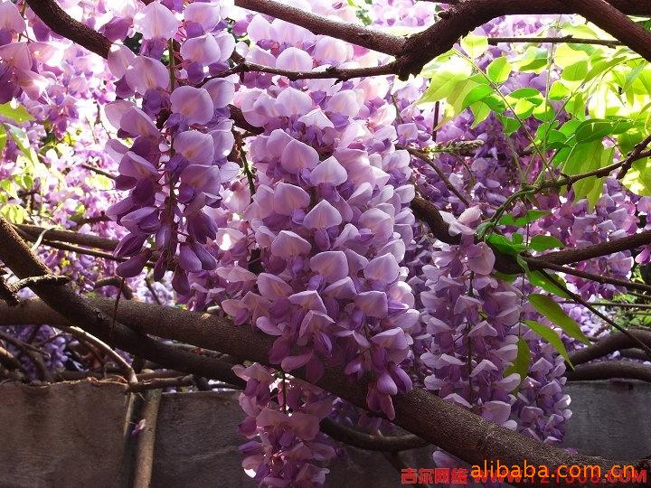 供应 紫藤 红叶石楠绿化苗木 专业销售各种花卉种子