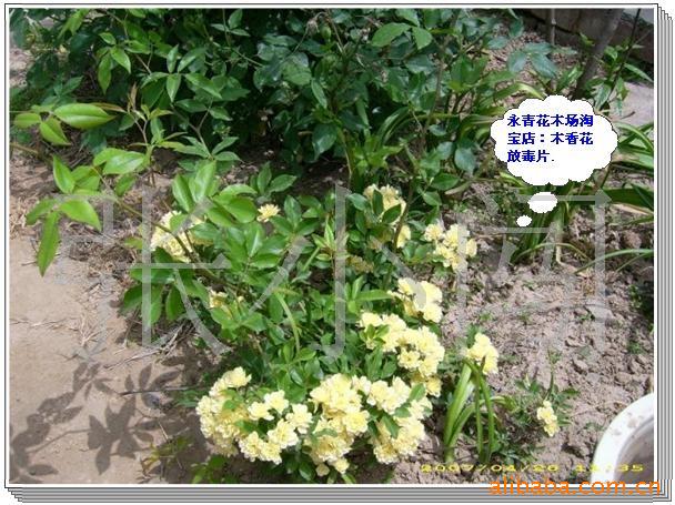 出售白色木香花|5年生木香花|大规格木香花|攀爬图片_7